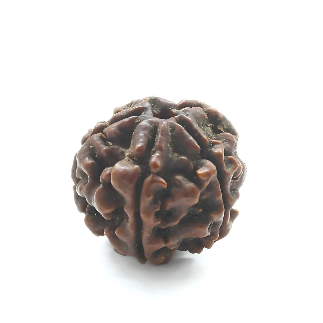 5 Mukhi Five Face Natural Real Rudraksha Seed