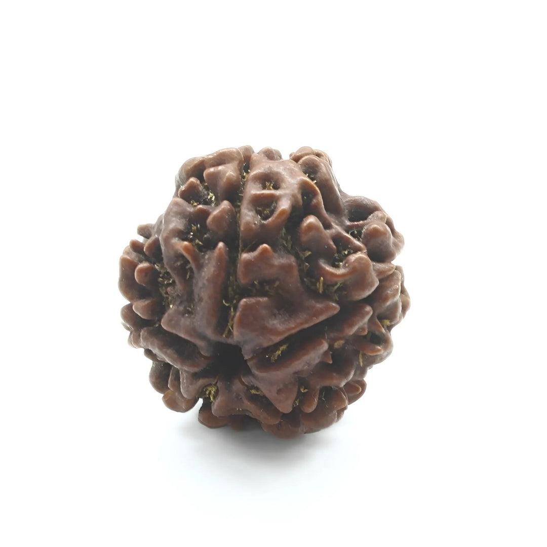 5 Mukhi Five Face Natural Real Rudraksha Seed