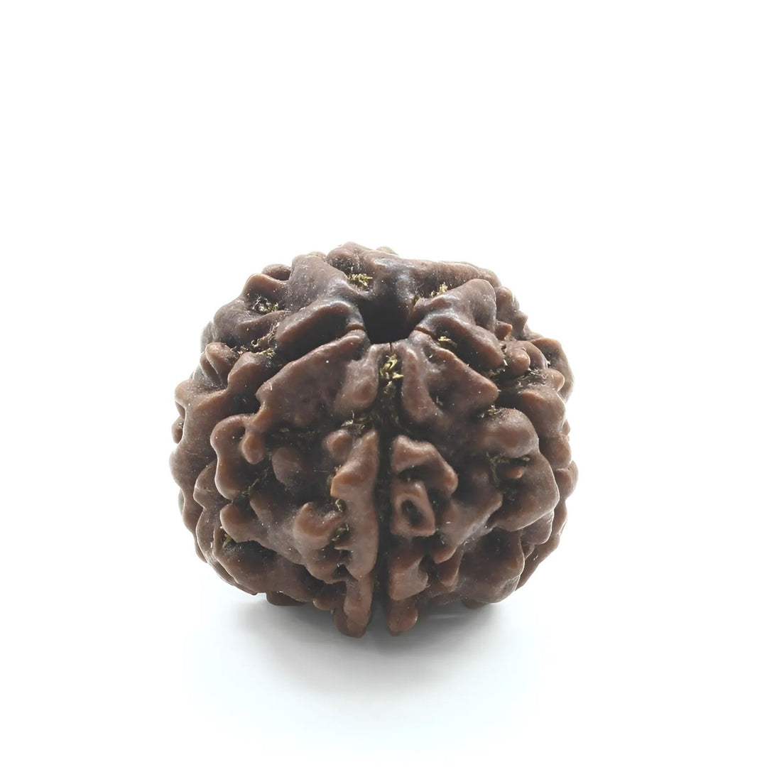 5 Mukhi Five Face Natural Real Rudraksha Seed