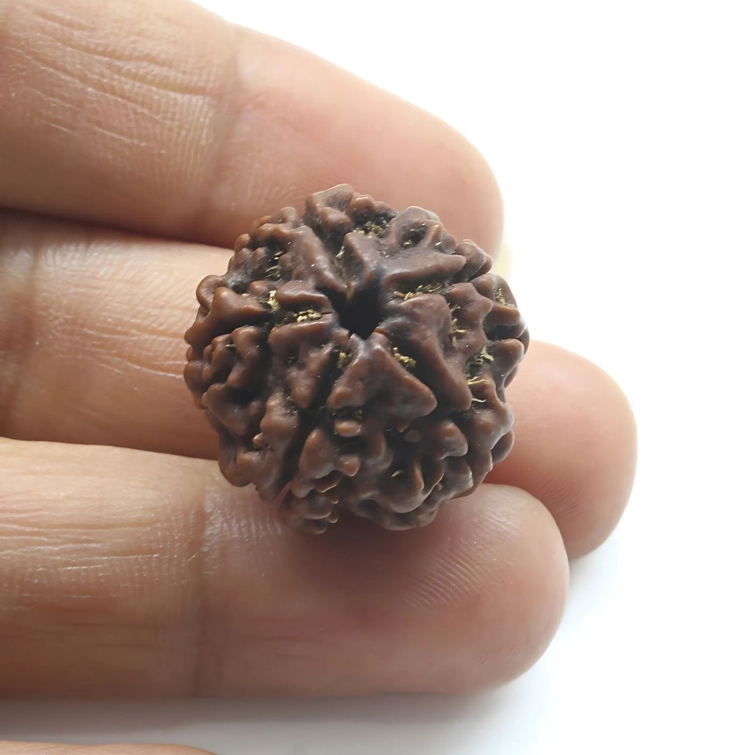 5 Mukhi Five Face Natural Real Rudraksha Seed