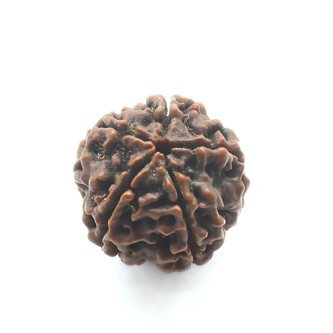 5 Mukhi Five Face Natural Real Rudraksha Seed