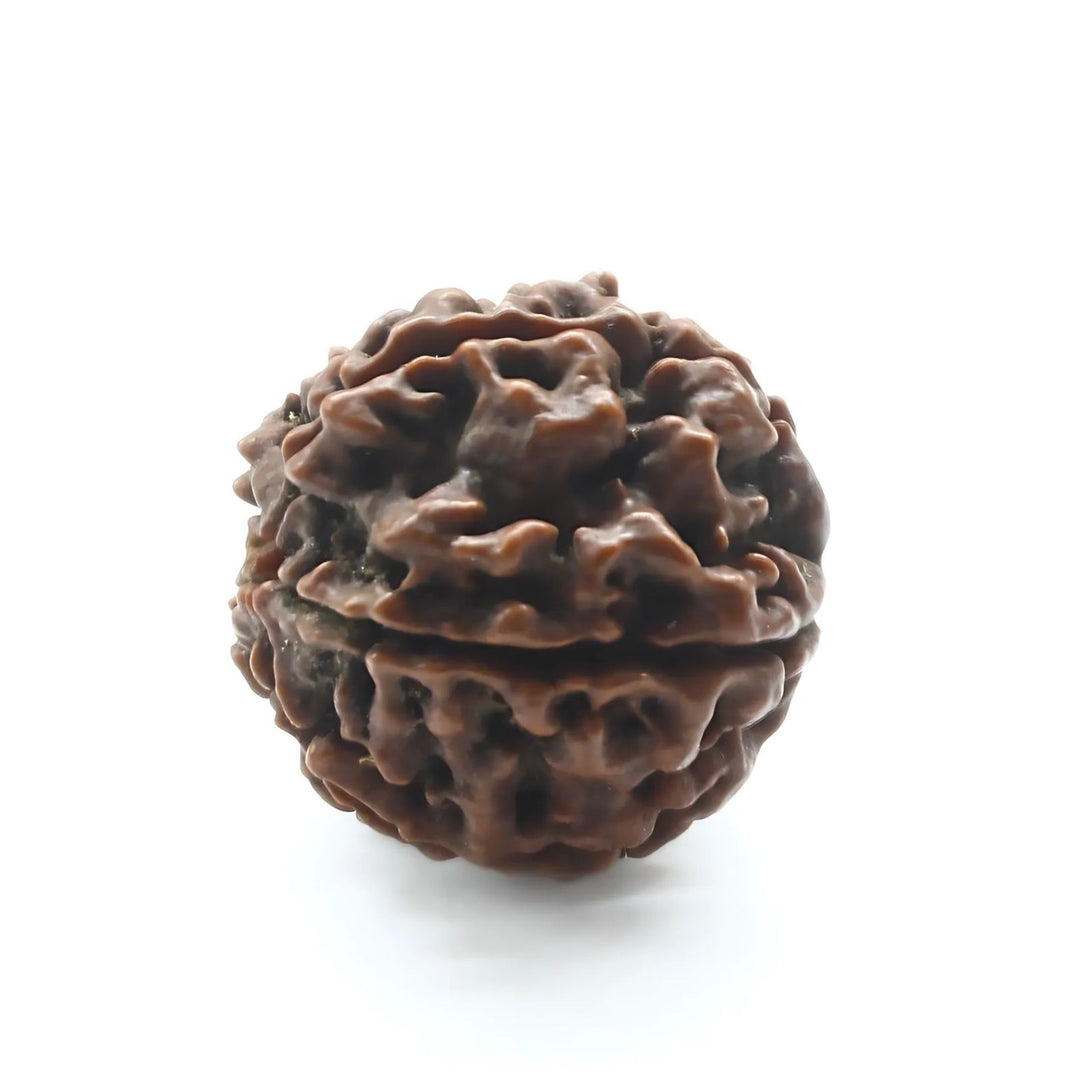 5 Mukhi Five Face Natural Real Rudraksha Seed
