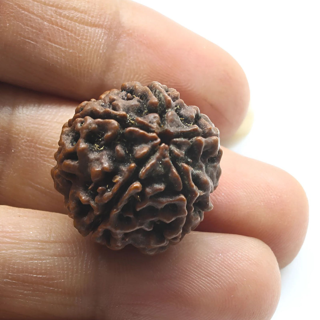 5 Mukhi Five Face Natural Real Rudraksha Seed