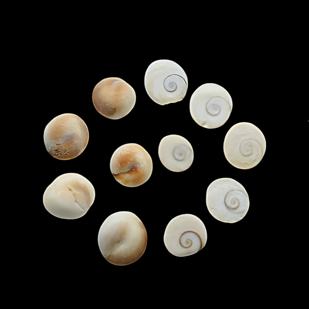 Natural White Round Gomti Chakra River Stones